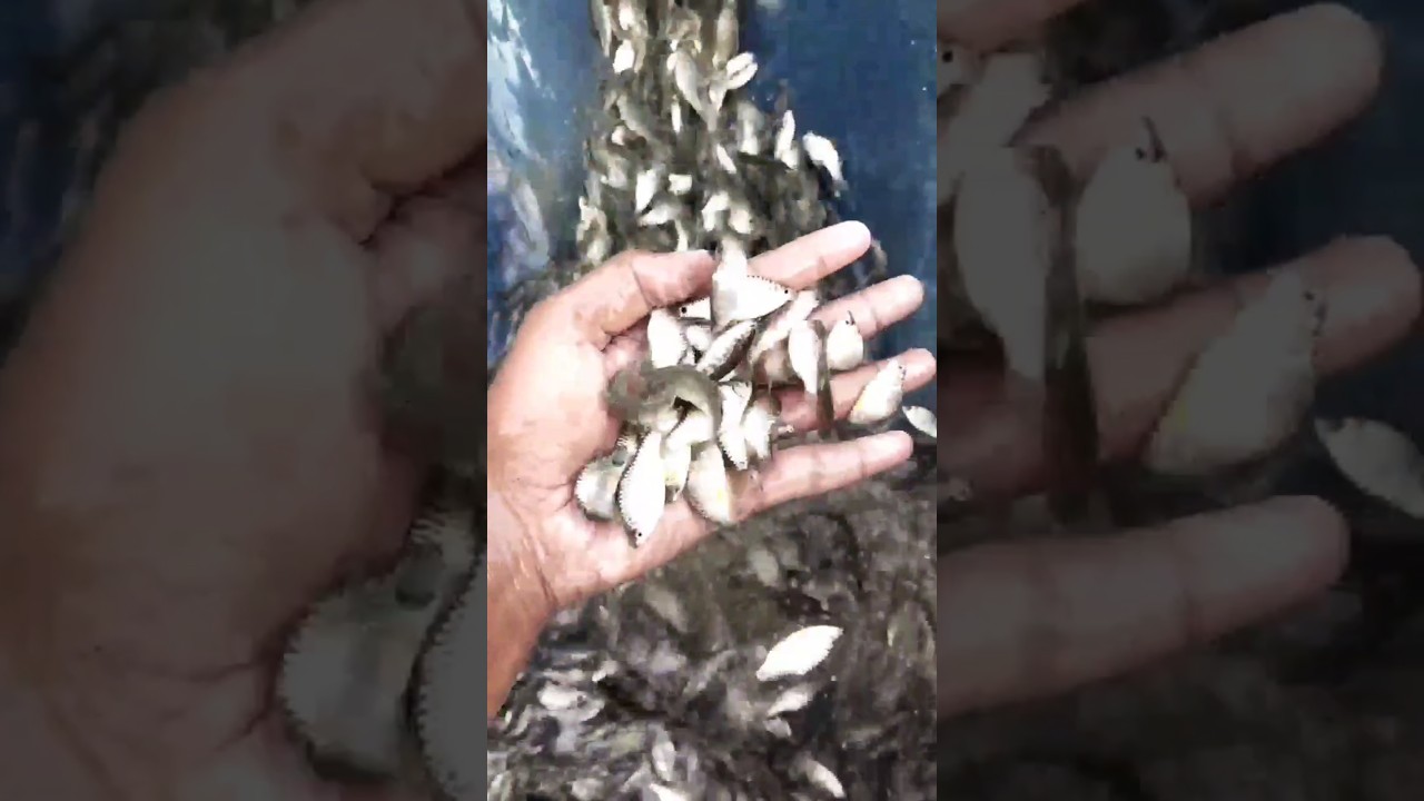 dher sari machhaliya 😋😋😋