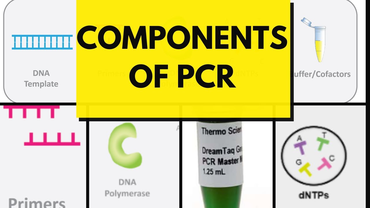 Components of PCR, what we need to run PCR, constituent or ingredients of polymerase chain reaction