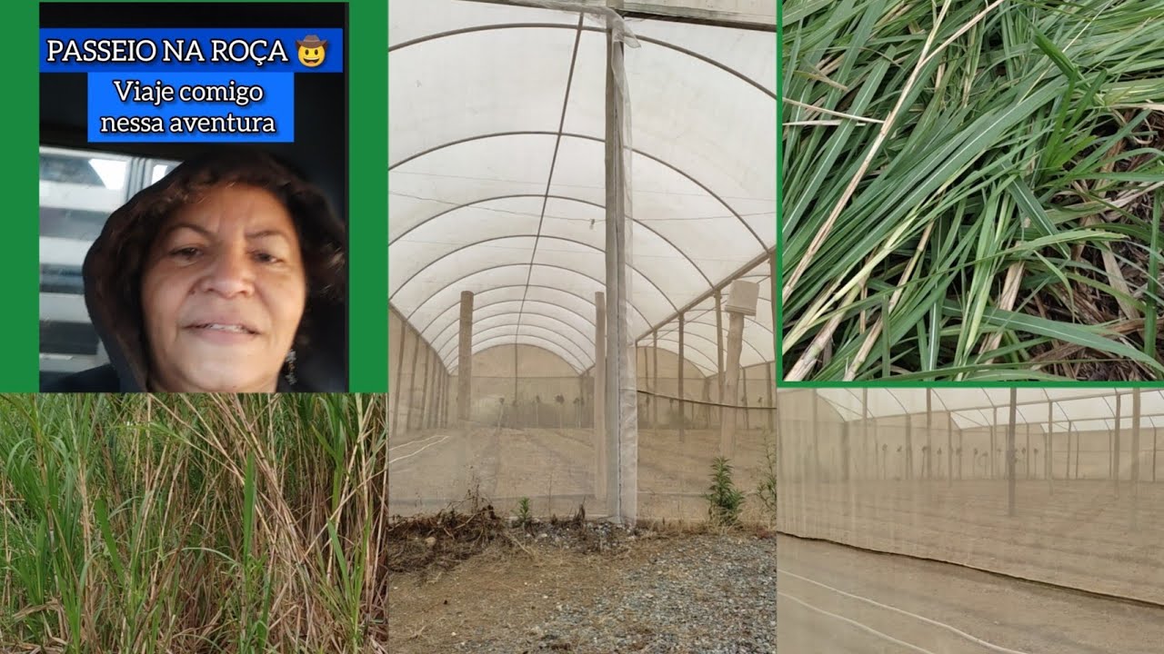 🍅🫑PLANTIO DE PIMENTÕES COLORIDOS E TOMATE EM ESTUFA #capim #roça #fazenda #agro #nature #vida #roça