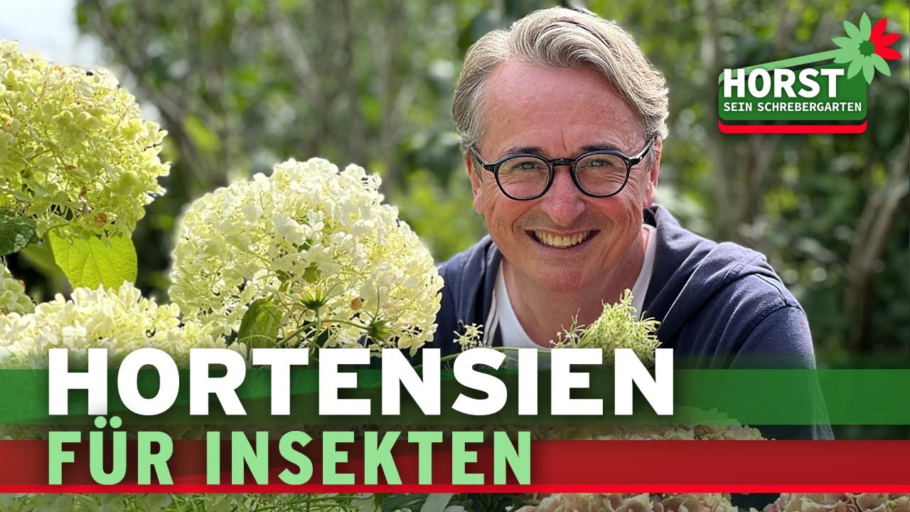Sind Hortensien insektenfreundlich? Darauf müsst ihr achten | Horst sein Schrebergarten