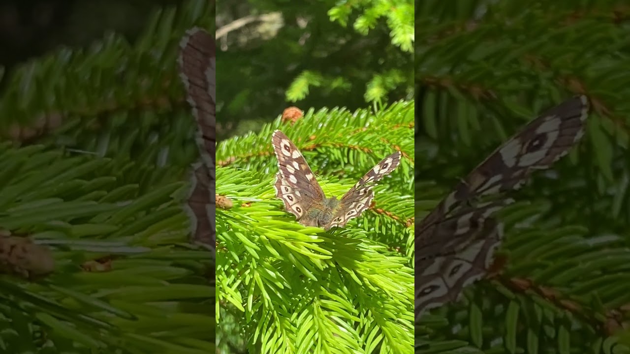 Метелик осадець Егерія (Pararge aegeria) в Karkonoski Park Narodowy  #butterfly #insect #nature