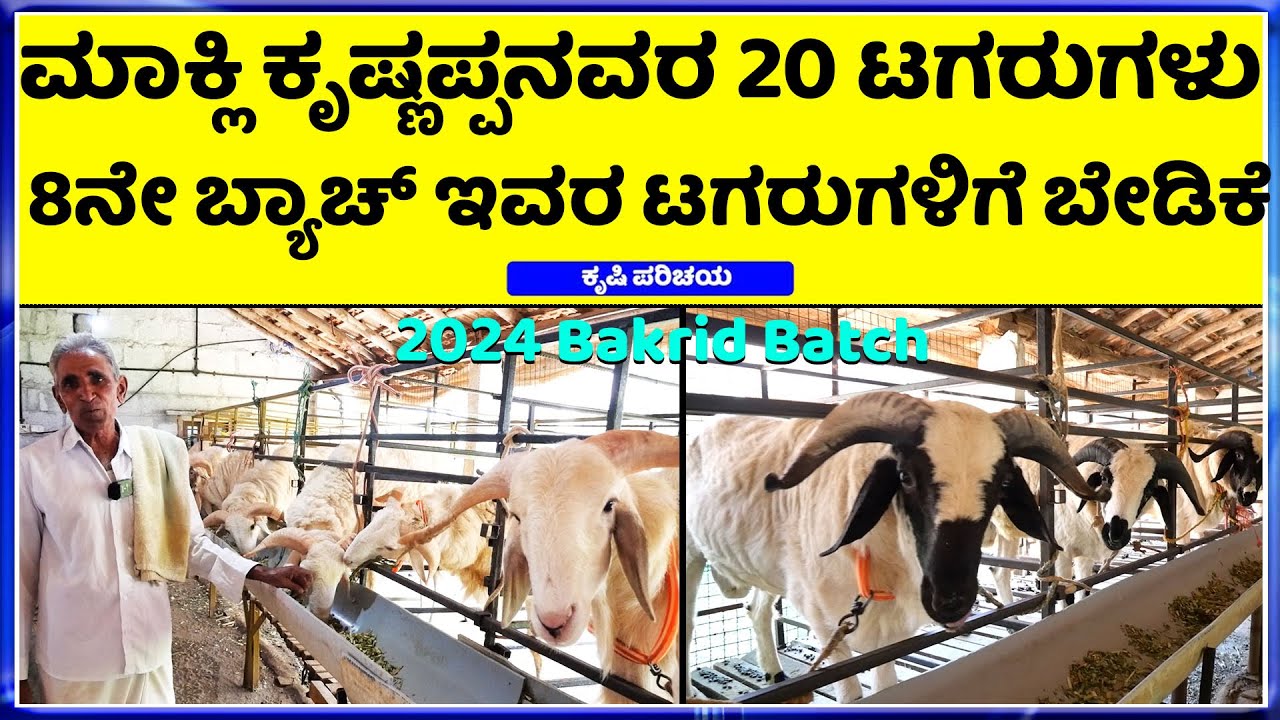 ಸೂಪರ್ ಟಗರು ! For Sale 2024 Bakrid Batch ! 80Kg ತೂಕ #makalikrishnappachannapatana