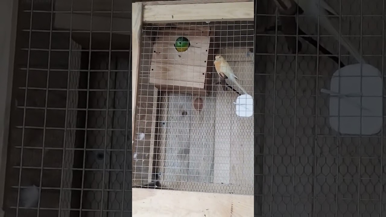 świergotki seledynowe,zajmują budke