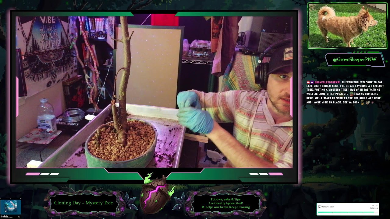 🐿️ LoFi Bonsai [Late-Night] 🌒🌱: Hazelnut Clone + Mystery Potting🌲