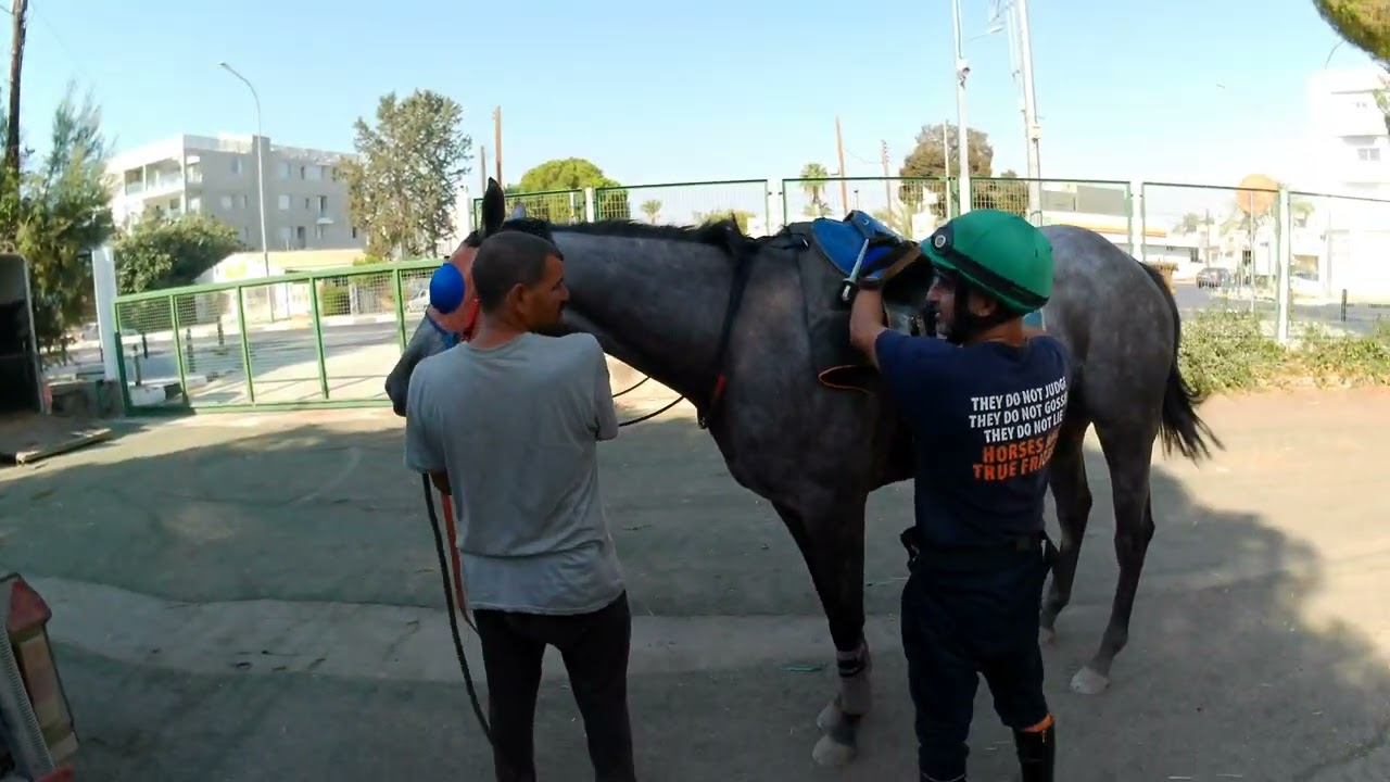 HORSE TRAINING 