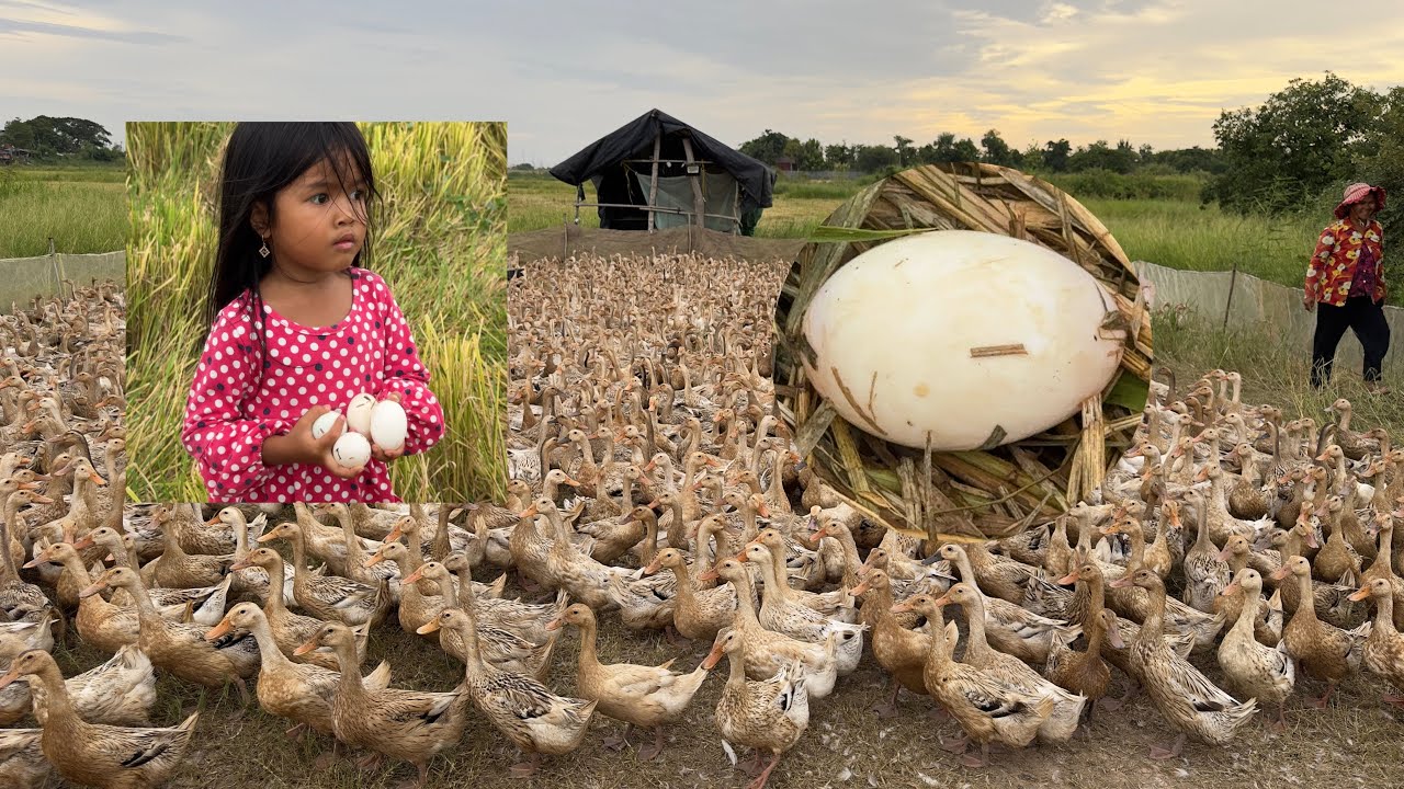 Duck Farming in the Countryside | Collecting Fresh Eggs with My Little Helper 🥚🦆@ScenicNatural