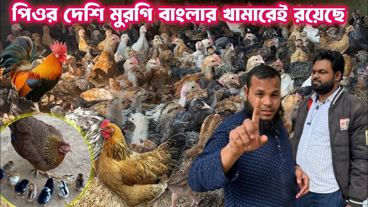 ছোট ভাইকে স্বাবলম্বী করার জন্য আমাদের কাছ থেকে ১ মাস বয়সের পিওর দেশি মুরগির বাচ্চা সংগ্রহ করছেন