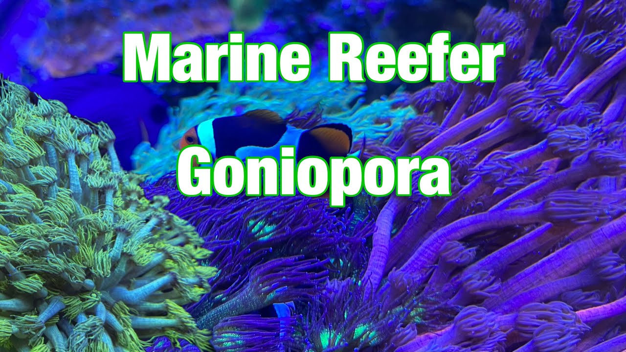 How to grow Goniopora need to dose this!