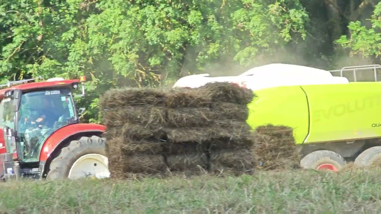 Pressage de foin avec un New Holland T7.230 Terracotta & Une Presse Claas Quadrant 5300 &