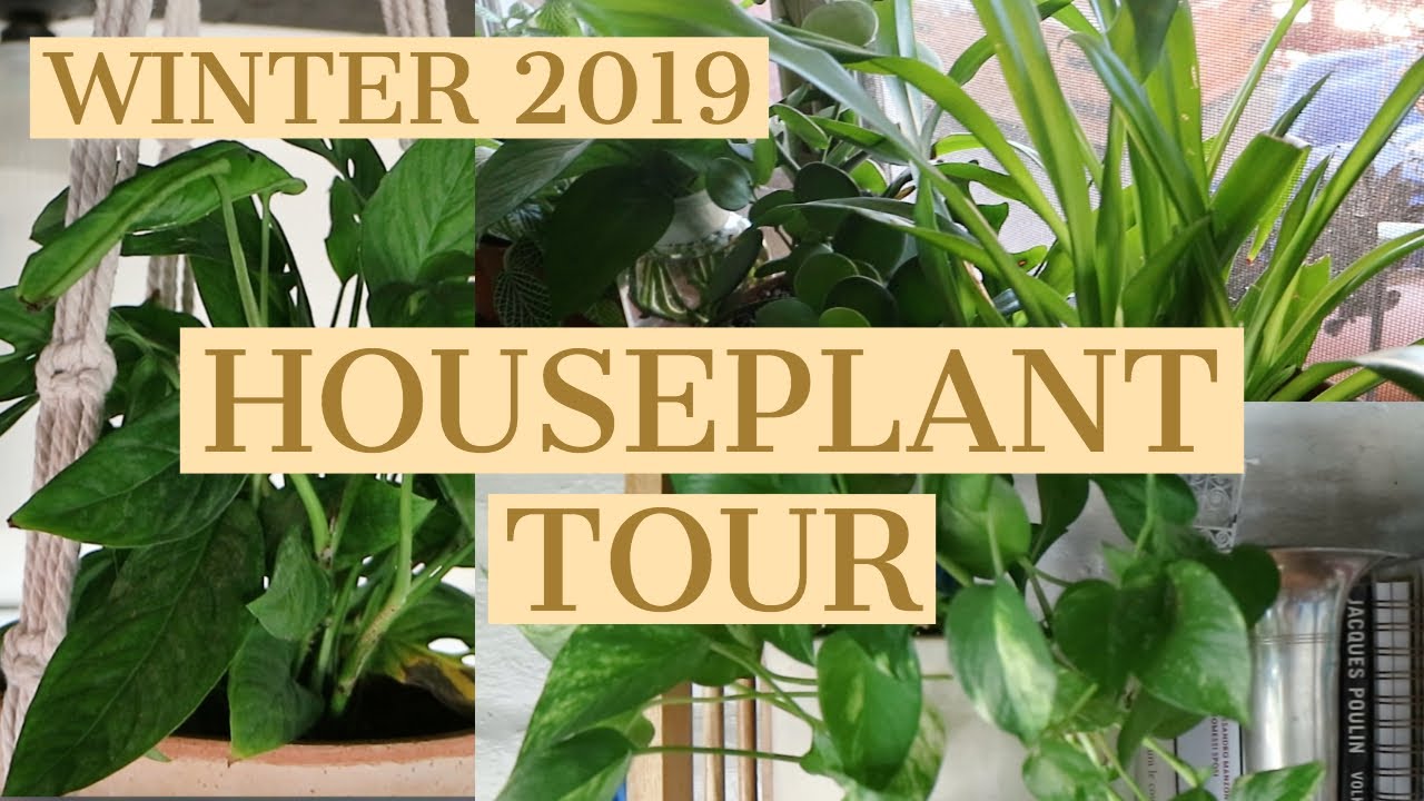 WINTER 2019 HOUSEPLANT TOUR