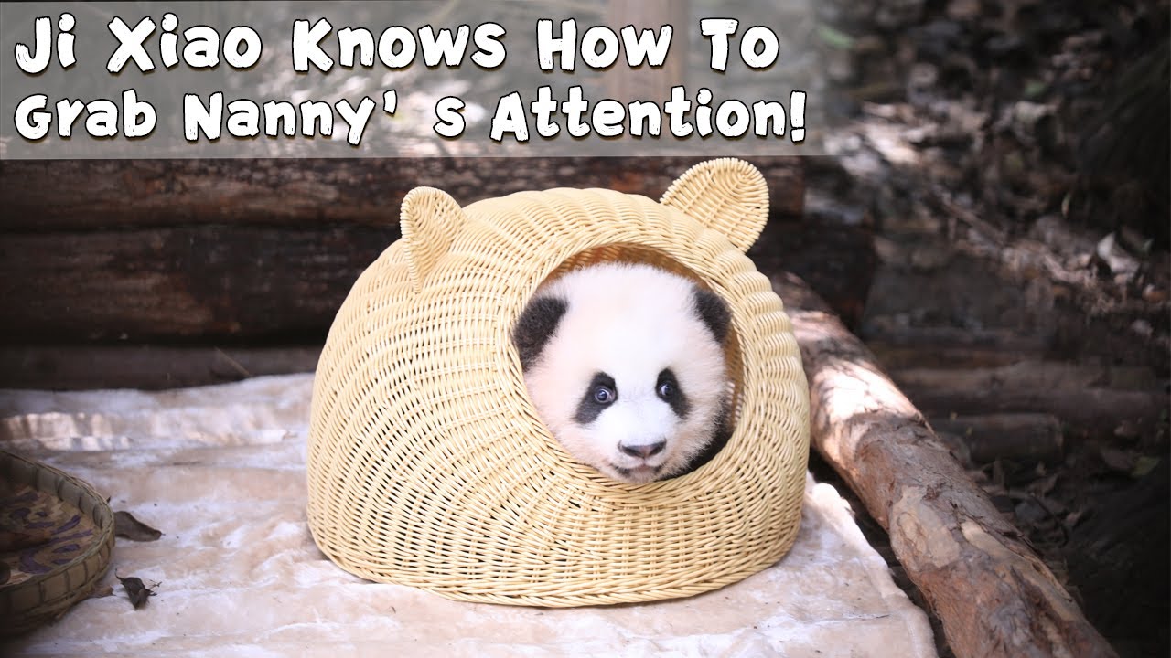 Ji Xiao Knows How To Grab Nanny’s Attention! | iPanda