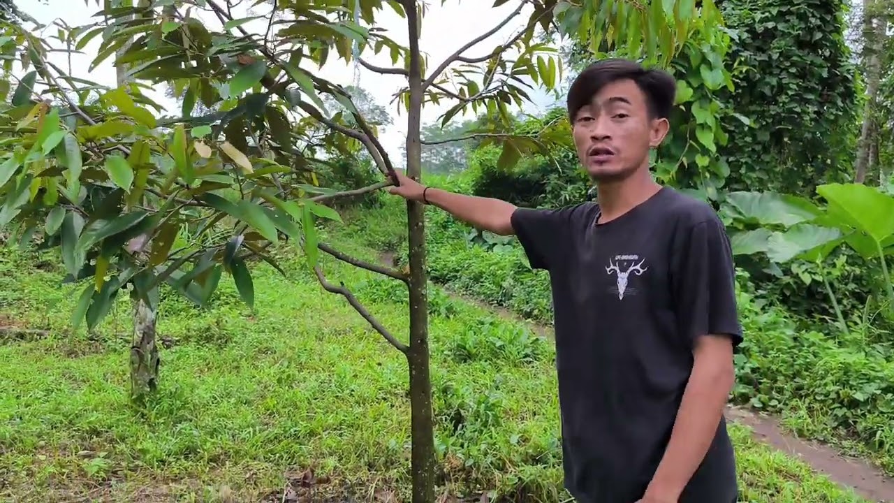 Kondisi kebun Durian tumpang sari dengan kopi Robusta..By Aponk..!!#bondowoso #jawatimur 