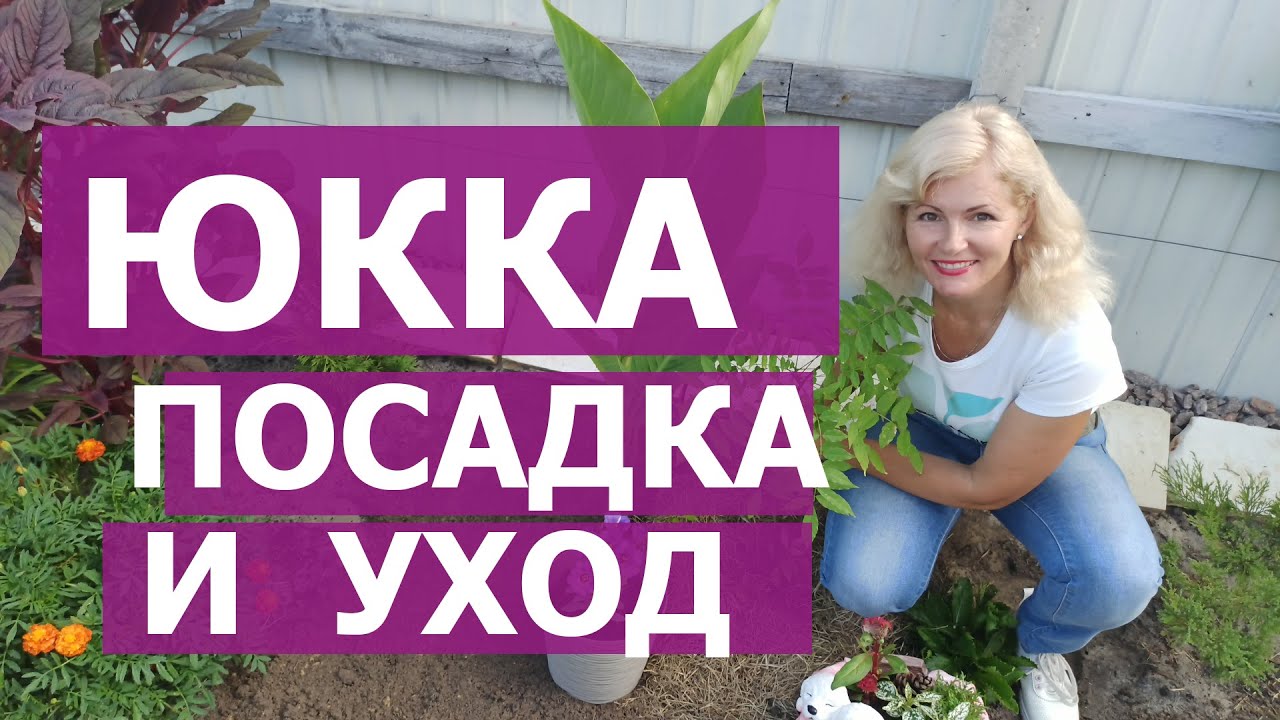 ЮККА. КАК ПОСАДИТЬ ЮККУ. УХОД , ПОДКОРМКА И ВЫРАЩИВАНИЕ ЮККИ. Юкка нитчатая, садовая