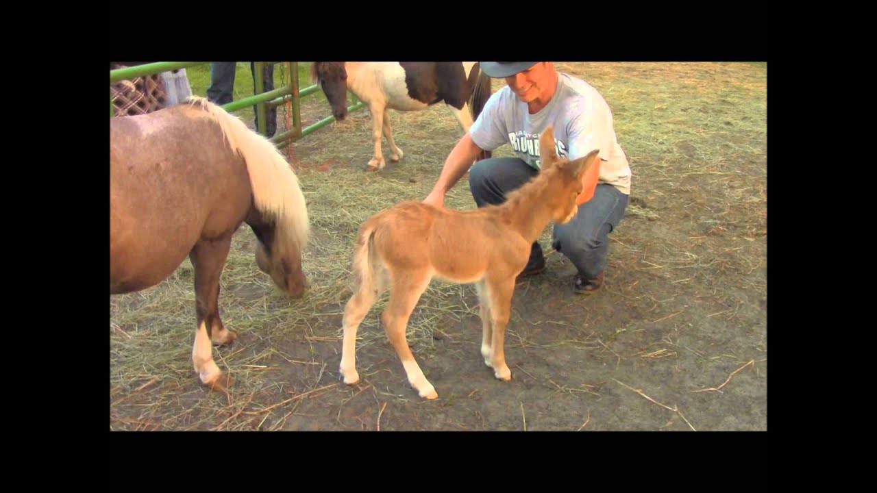 Baby Mule Just Days Old | Saskatchewan Ranch Visit
