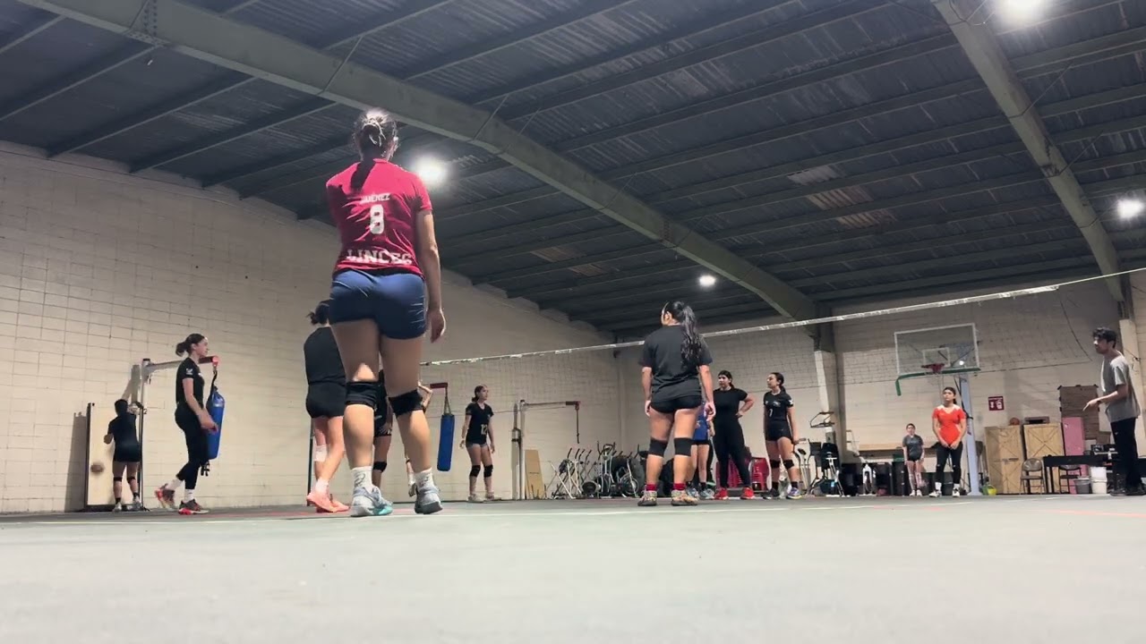 Retitas epicass Starlings   