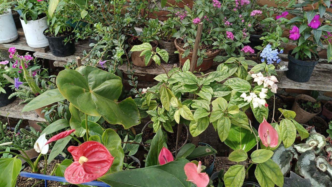 Nuevas plantas, Asi  las organicé. eloasisdesonia.