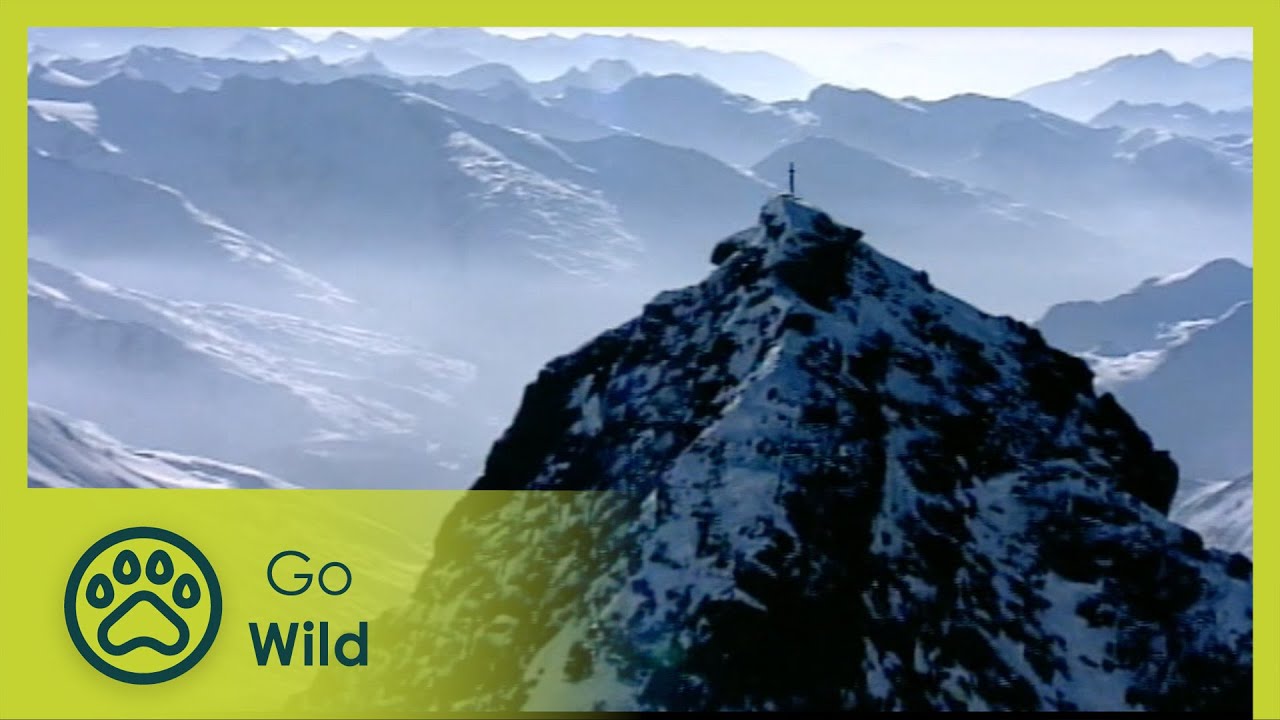 The Black Mountain - Go Wild