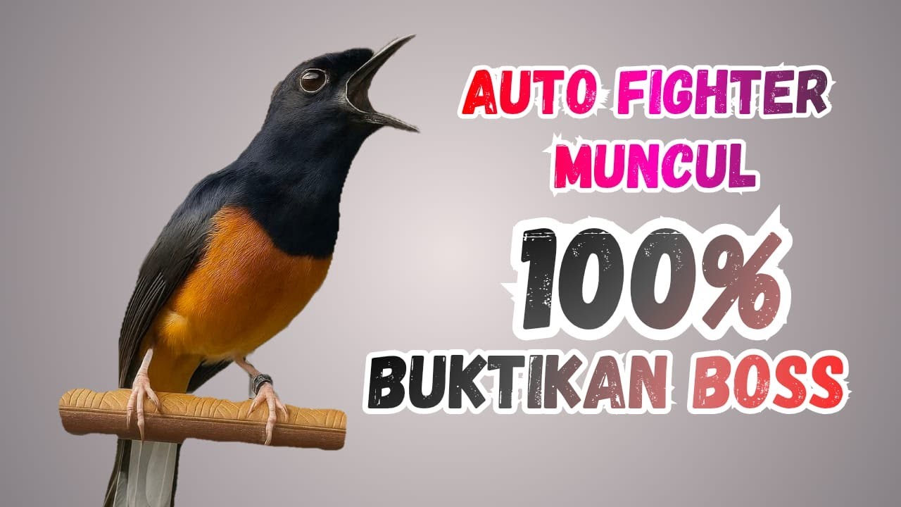 🔥PANCINGAN MURAI BATU GACOR AMPUH JADIKAN MURAI BATU MACET AGAR NYAUT BUNYI