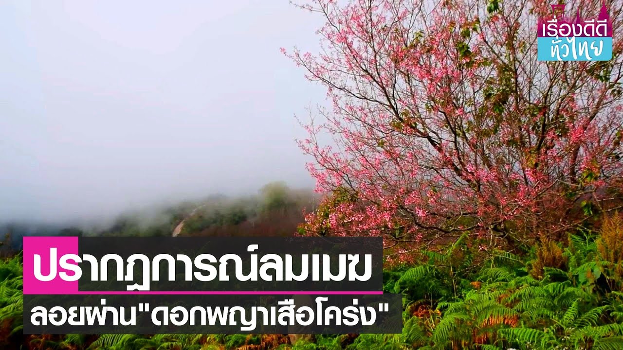 เที่ยวได้แล้ว! ชมดอกนางพญาเสือโคร่ง ภูลมโล I เรื่องดีดีทั่วไทย I 28-12-64