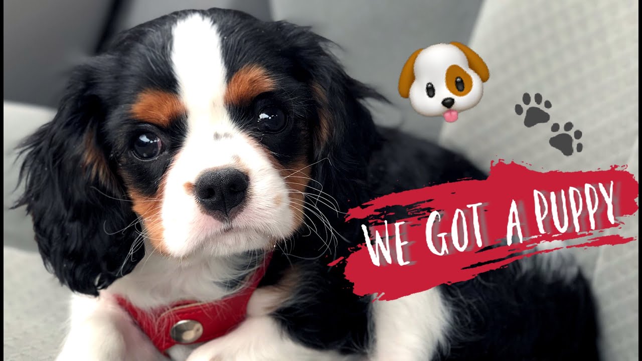 NEW PUPPY VLOG 💕 // My Fiancé Bought me a Cavalier  🐶