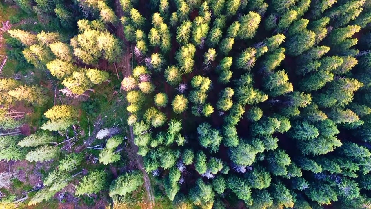 Inkless - Algebra - 01. Among The Conifers - Handle Records