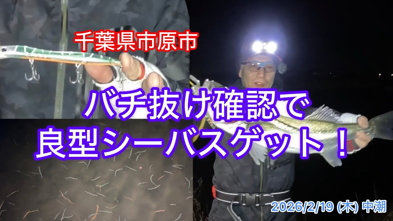 バチ抜け確認で良型シーバスゲット！