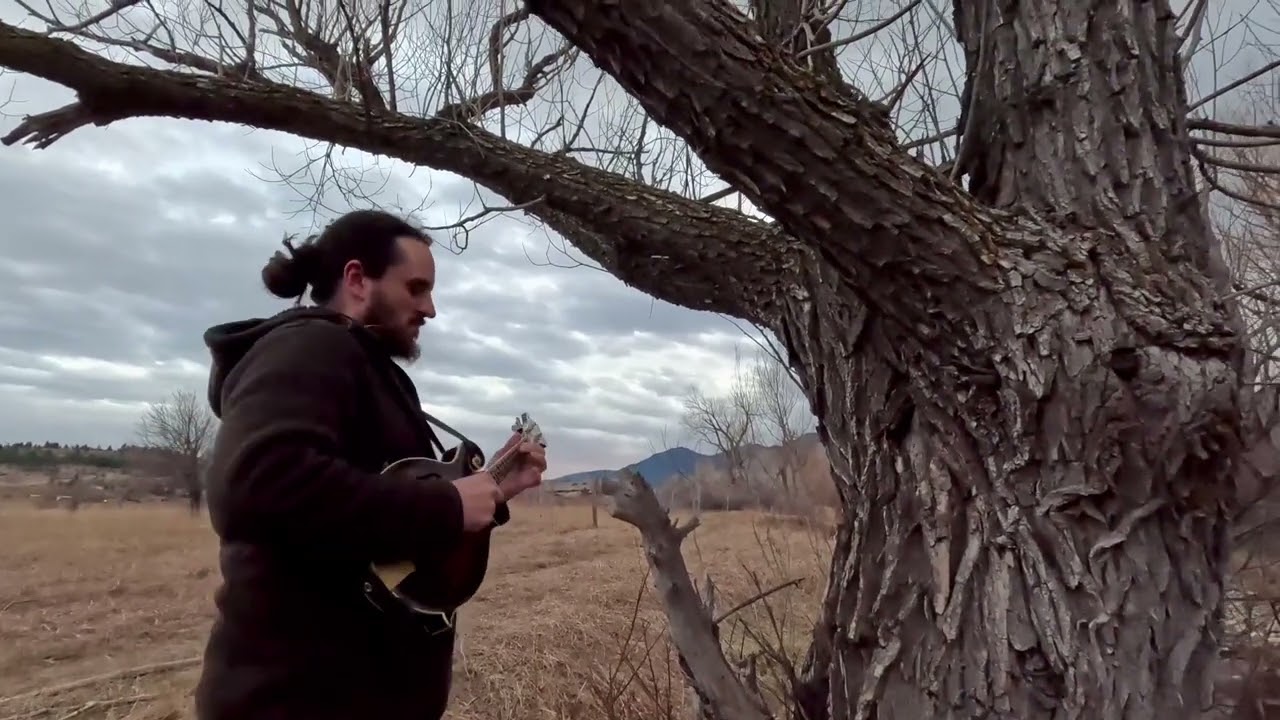 What does a tree sound like? | improvising for a tree | Silas Herman | Acoustic Nature 