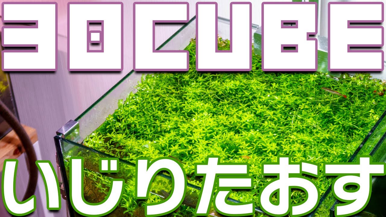 30cmキューブ水槽をいじりたおす！緑の絨毯トリミング・レイアウト変更 ・メンテナンス #アクアリウム 【ビバアクア】