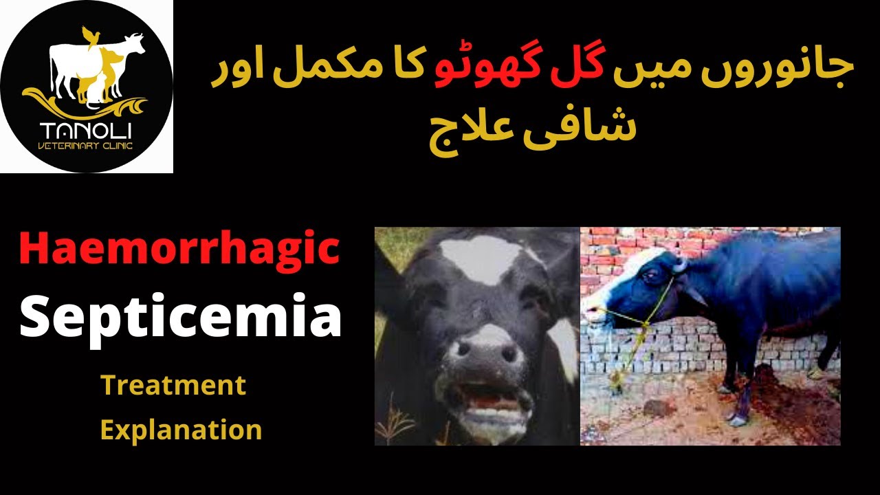 Haemorrhagic Septicemia (HS) in Buffalo and Cattle || Management,Treatment & Precautions