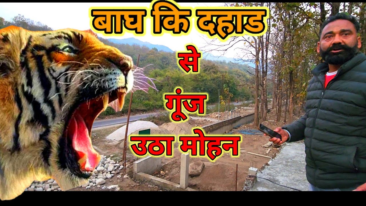 The Forest Resounded with The Roar of The Tiger 🐅 😱 Mohaan