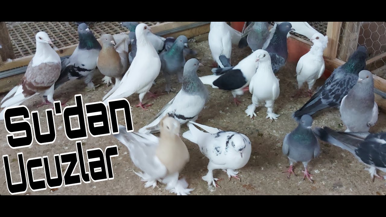 Gittiler. Sudan Ucuz,Seç Beğen Al. Bango,Tip,Posta,Oyun Kuşu,Limoni,Sütbeyaz,Kostüm Kuşu,