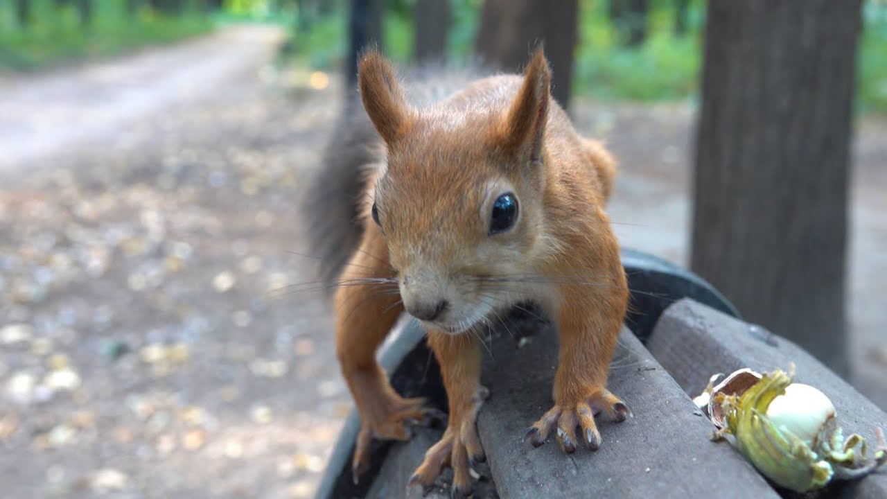 Белки пришли за орехами. Зарисовка / The squirrels came for the nuts. The sketch