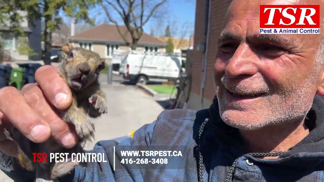 A large squirrel family removed from a Toronto home - TSR Pest Control and Wildlife Removal