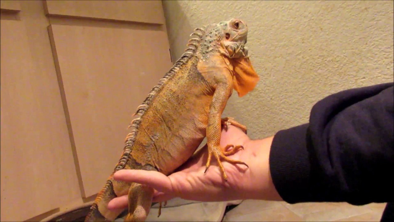 Iguana Taming