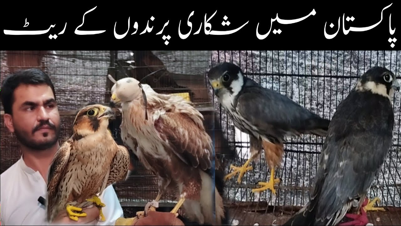 World Most Dangrous Hunting Birds 😱 Falcons Bonali Eagles Baz Shikra 😲 in Karachi Market 😳