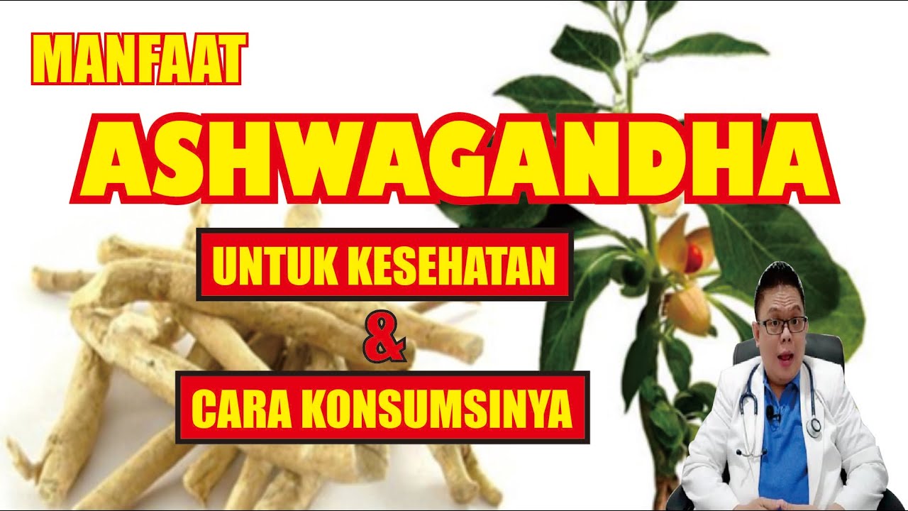 KHASIAT ASHWAGANDHA UNTUK KESEHATAN DAN CARA KONSUMSINYA