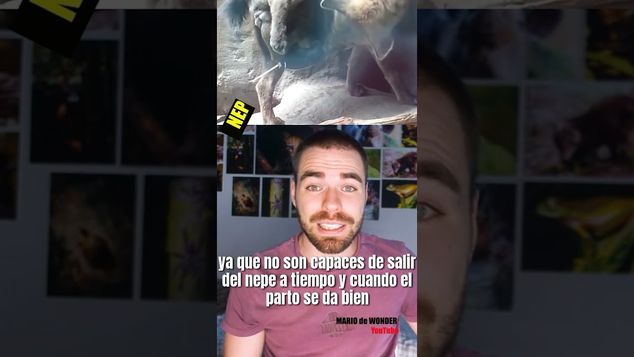La HIENA manchada PARE POR EL NEPE  #animales #cosasquenosab&iacute;as #curiosidades #biologia