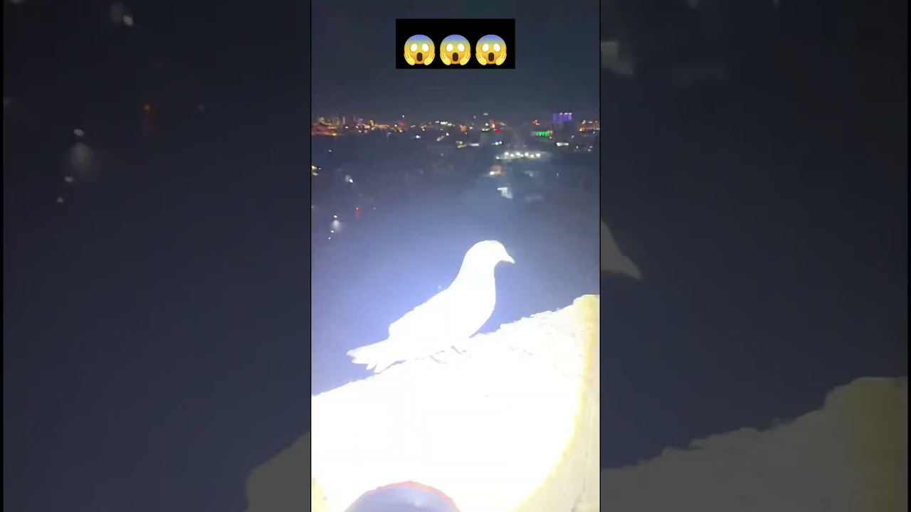 Eazy way to catch pigeon at night🕊️🕊️🕊️😱😱😱🕊️🕊️🕊️🙏😱😱😱🔴🔴🔴🔴🔴🔴
