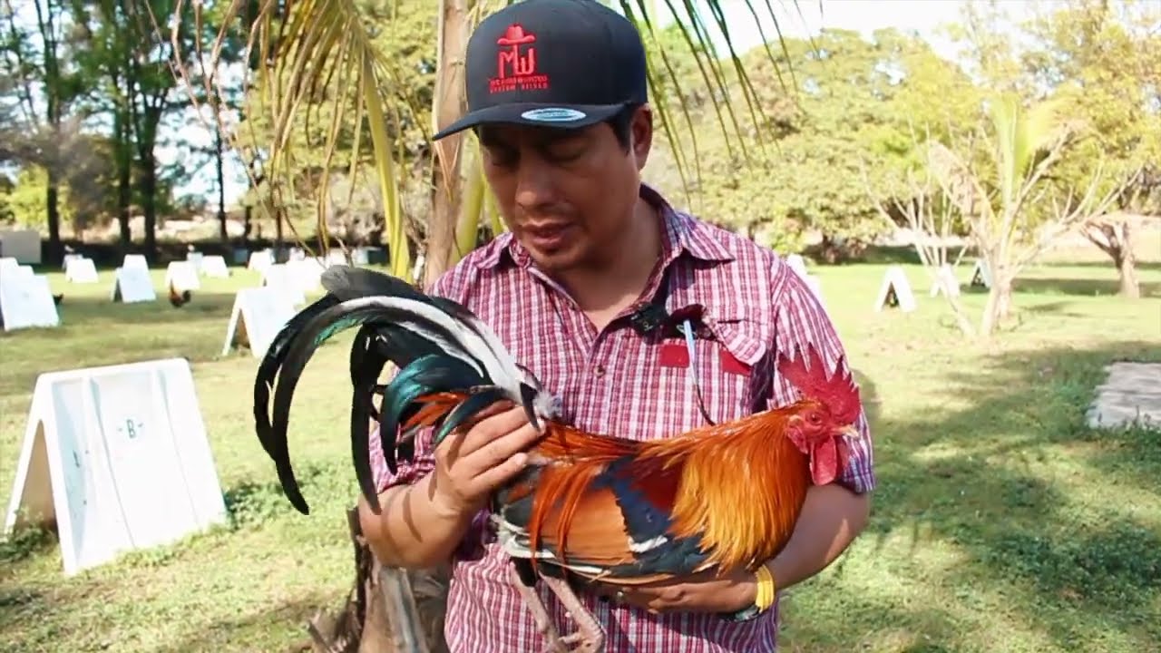 Criadro de aves la Barda 