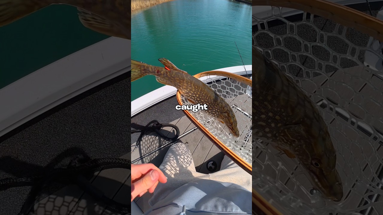 Я поймал рыбу, которую ударило током 🐟🎣