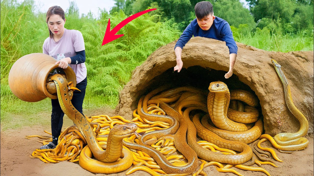 Excavating & Harvesting Hundreds of Venomous Snakes From Ancient Earthen Jars & Go to Market Sell