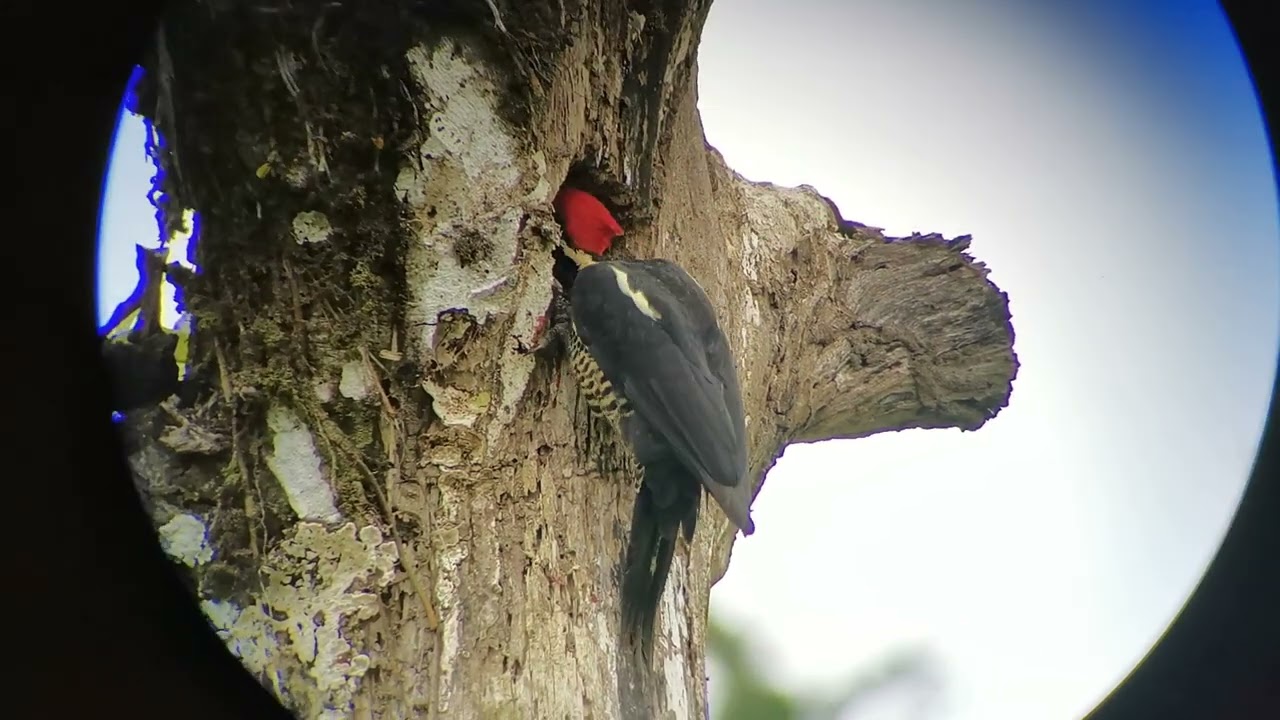 Lineated Woodpecker (Dryocopus lineatus)