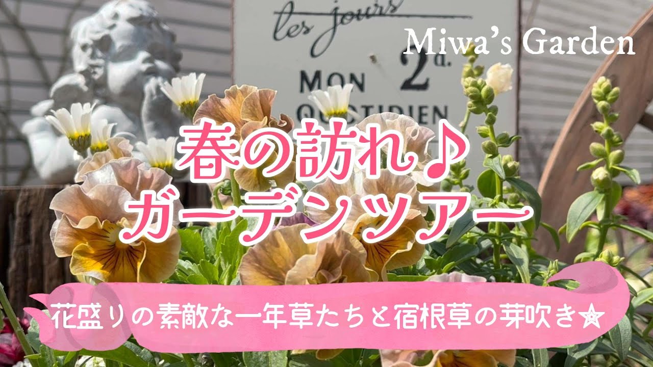 【ガーデニング🌸春の訪れを感じる🌱ガーデンツアー】花盛りの鉢花と宿根草の芽吹き/おしゃれな庭づくり