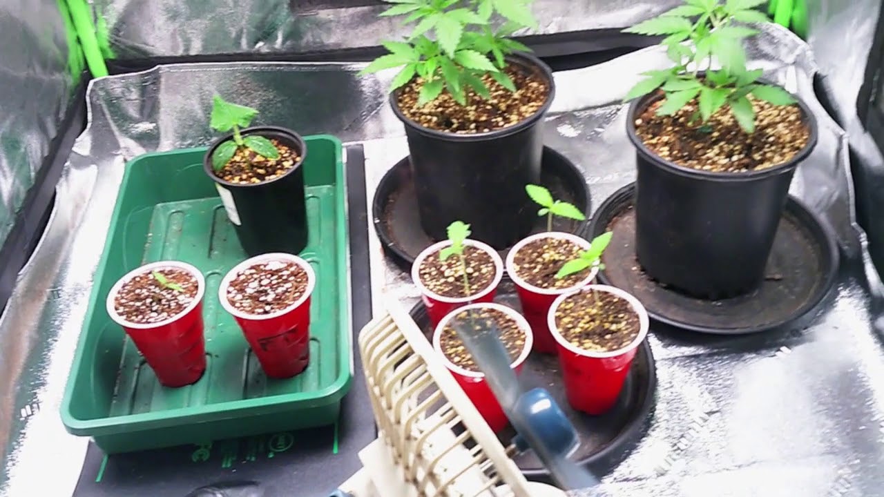 growing weed..Indoor garden.. the upgrade