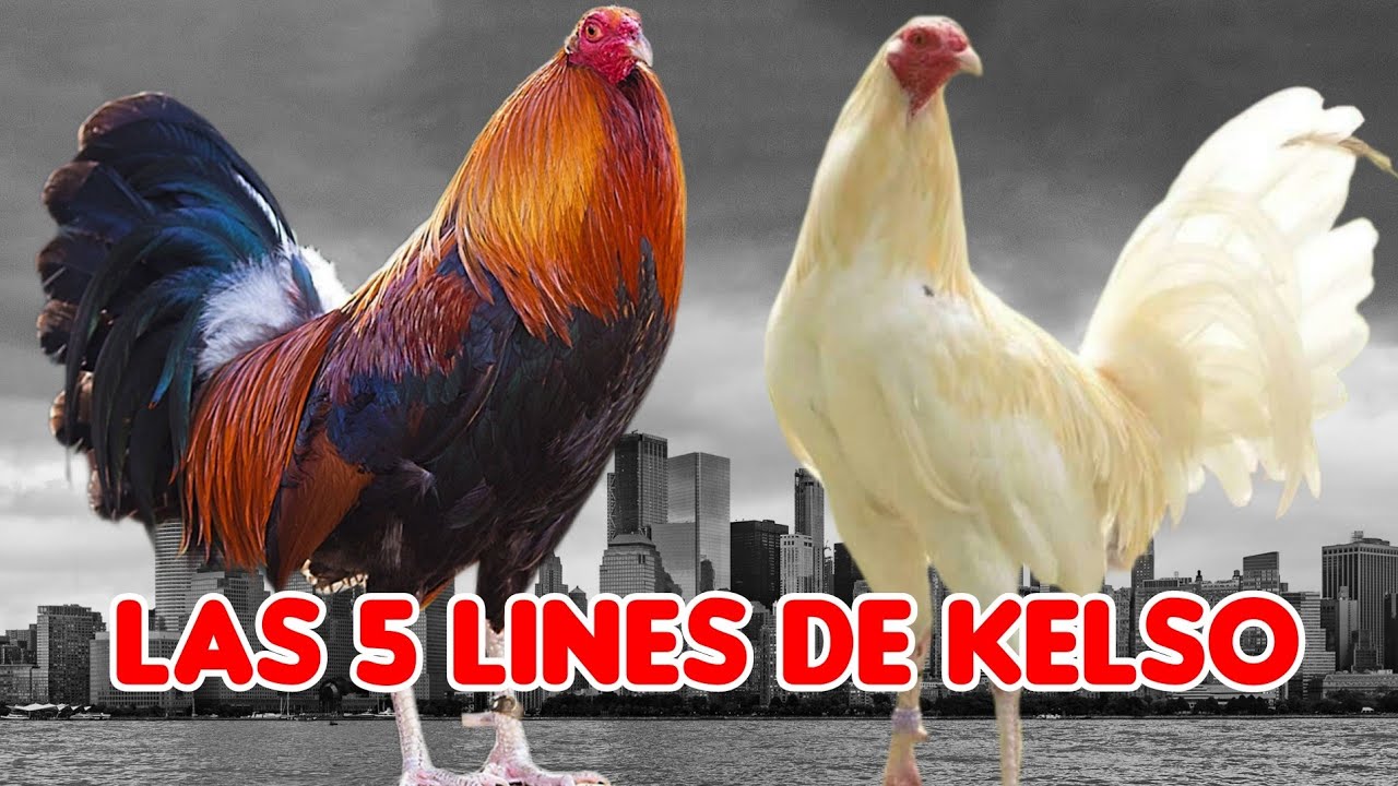 las 5 familias de kelso @elpoderdelpollo2342