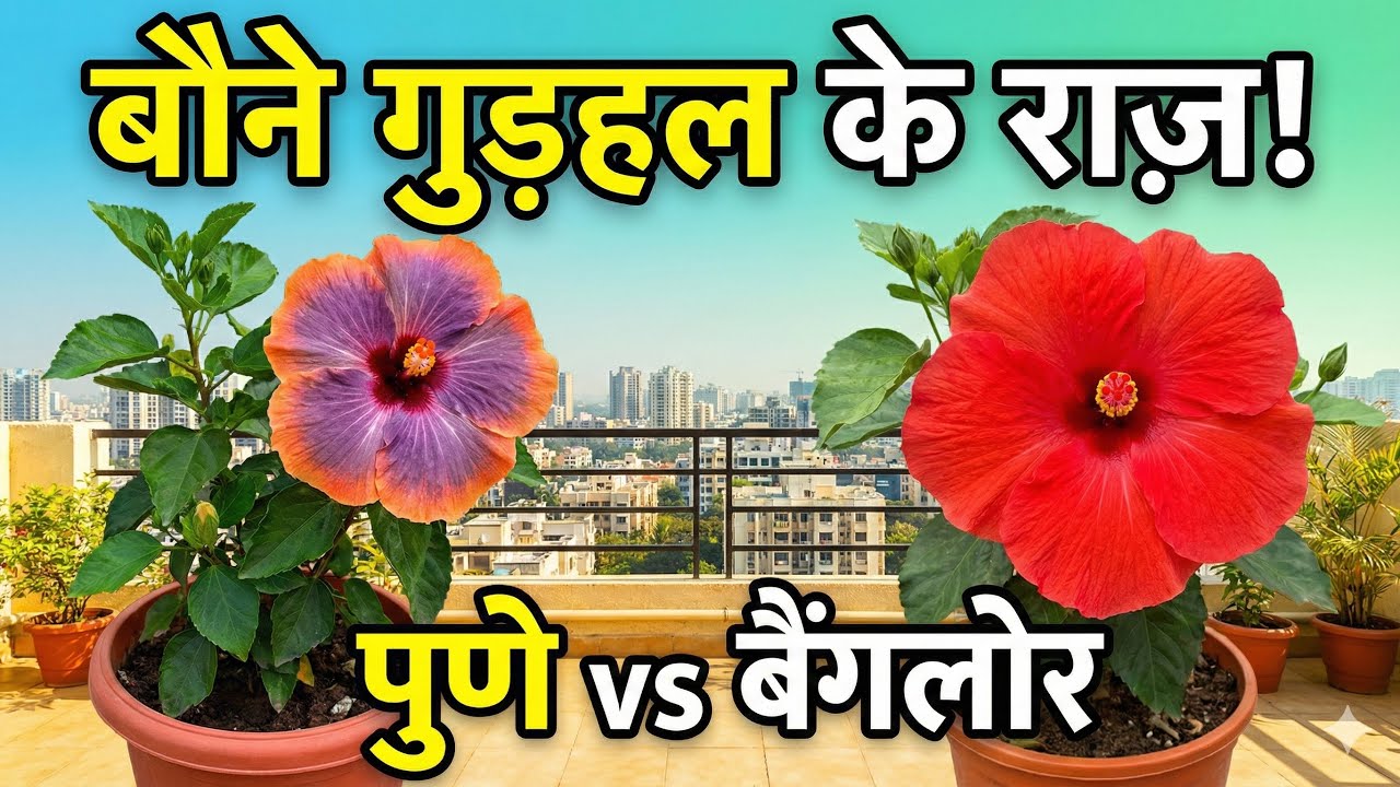 Comparing Dwarf Hibiscus in Balcony