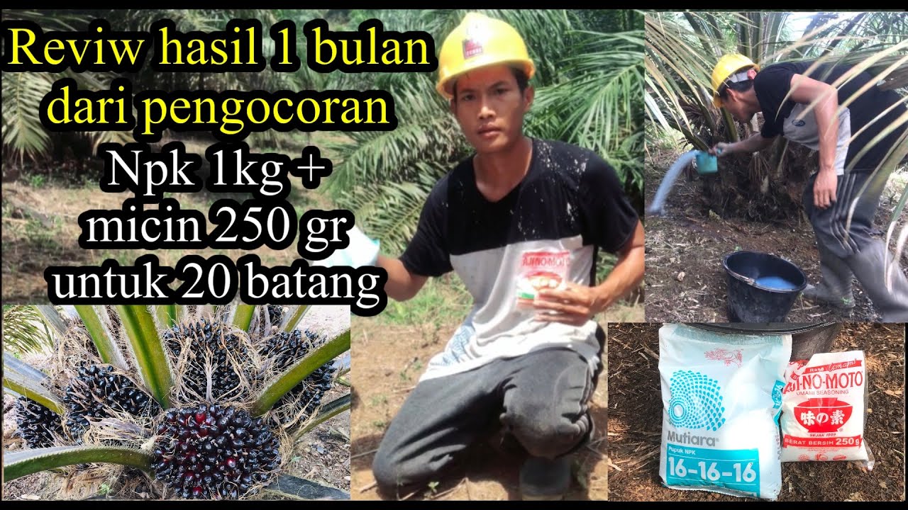 Reviw hasil 1 bulan pengocoran Npk +Ajinomoto #pemupukankelapasawit