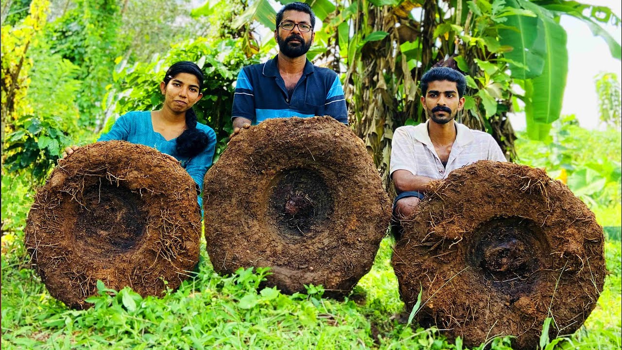 BIGGEST ELEPHANT FOOT YAM IN THIS WORLD | ഭൂമിയിലെ ഏറ്റവും വലിയ ചേന വിളയിച്ചു മലയാളി | CAMP SETTERS
