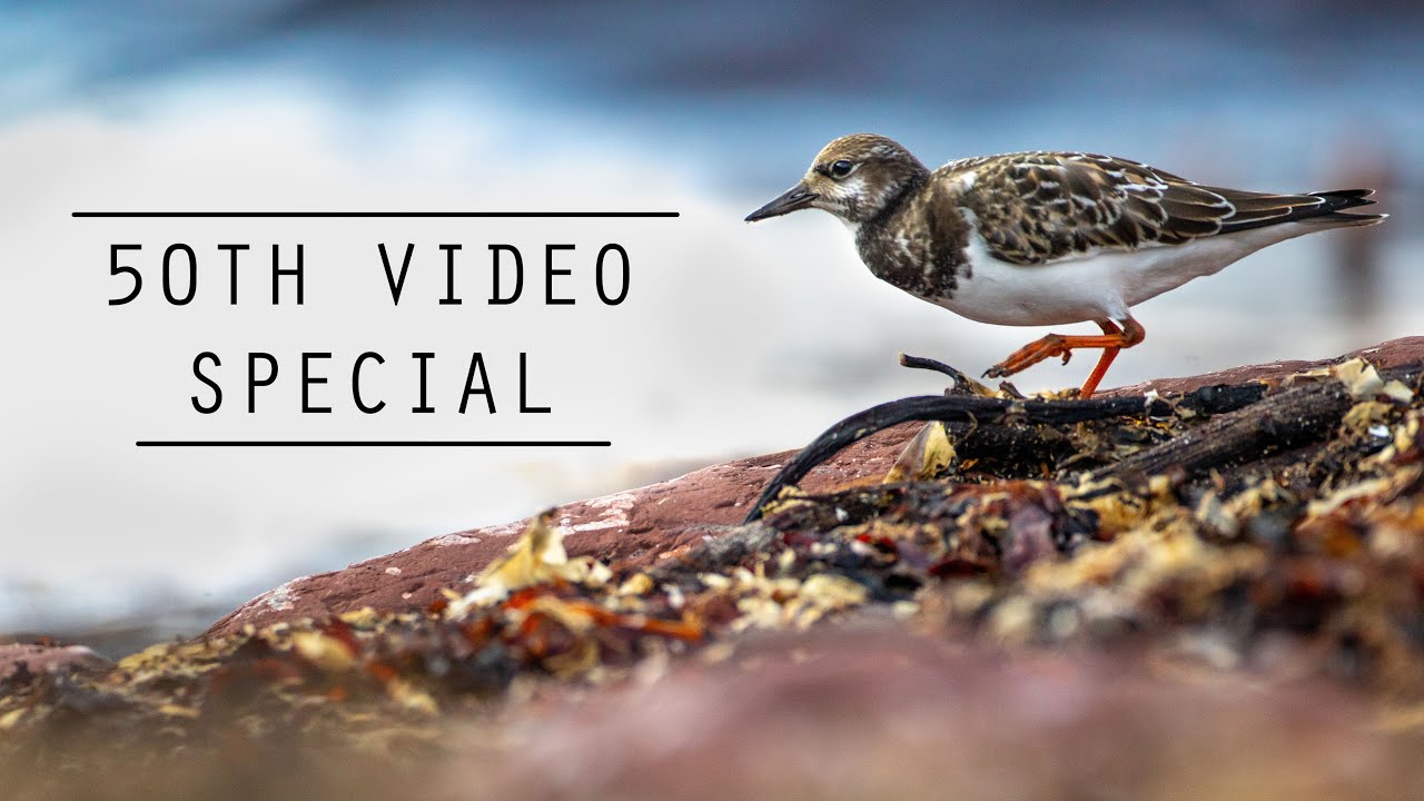 Coastal WILDLIFE PHOTOGRAPHY in Wales