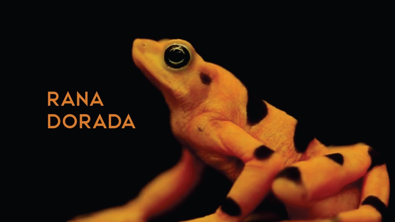 Rana Dorada - Jacana Jacana